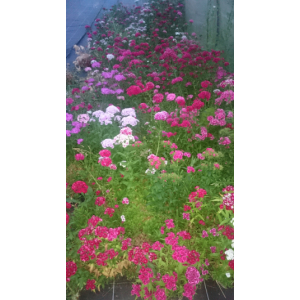 Oeillet de poête en pot de 3l