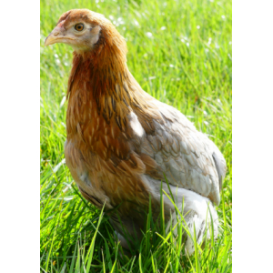 Aliment poule pondeuse bio élevage - 4 formats - La Ferme De Franck Et  Blandine 
