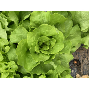 Salade laitue