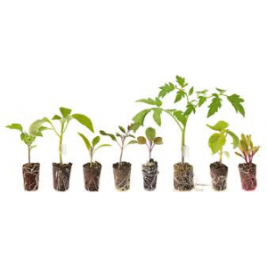 Tomate cerise variété prune noire