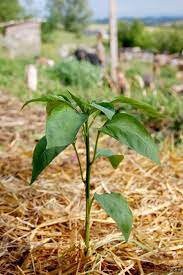 Plant de piment corne de bœuf godet bleu