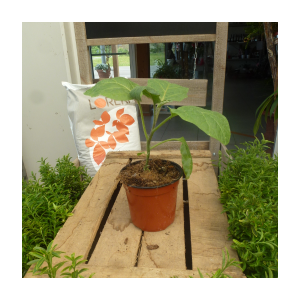 Plant greffé d'aubergine