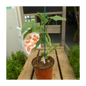 Plant greffé de concombre gynial pot marron