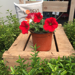 Surfinia pétunia retombant rouge