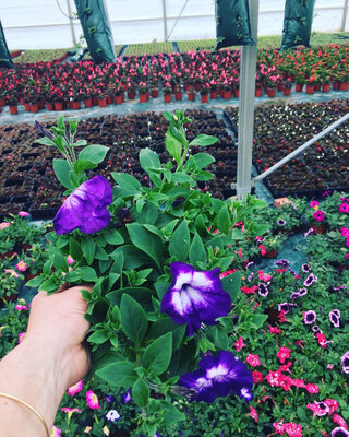 Surfinia pétunia violet coeur blanc