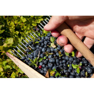 Sorbet myrtille sauvage