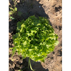 Feuille de chêne verte