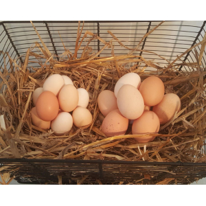 Oeufs de poules élevées en plein a