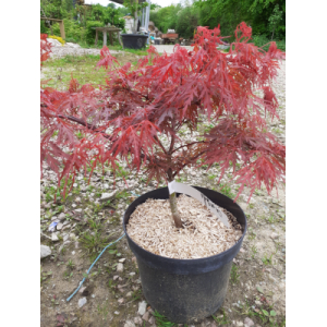 Acer palmatum dissectum orangeola