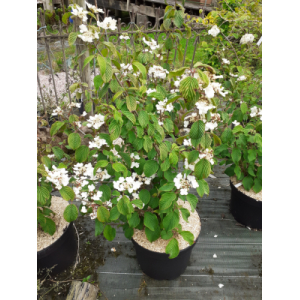 Viburnum plicatum mariessi