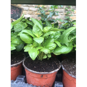 Basilic grand vert