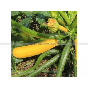 Courgette jaune