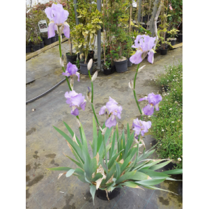 Iris violet