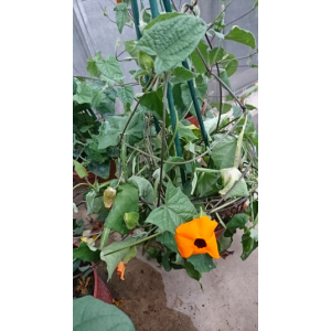 Suzanne aux yeux orange