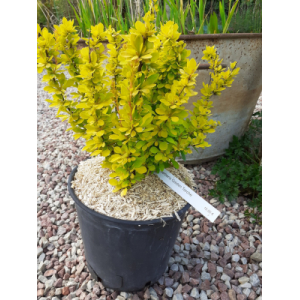 Berberis thunbergii 'golden torche'