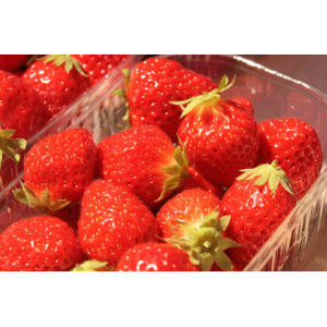 Fraises mara des bois