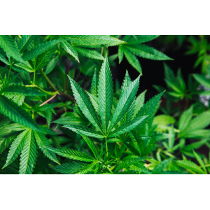 Wafflette chanvre/pavot :)