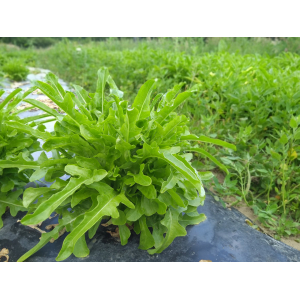 Salade laitue bio