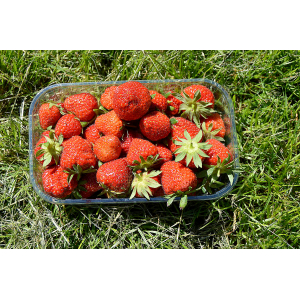 Fraises bio sonata ou darselect