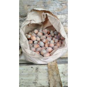 Noisette de dareizé