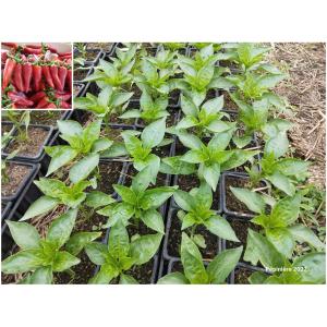 Plant piment - gorria (force 4/10)