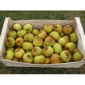 Pomme ancienne  8kg cat 1 95gr et +