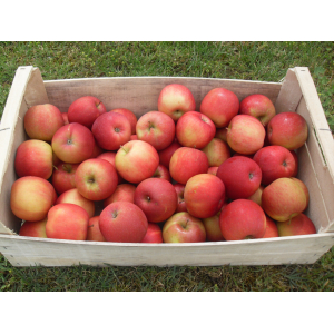 Pomme rouge 8 kg cat 1 95gr