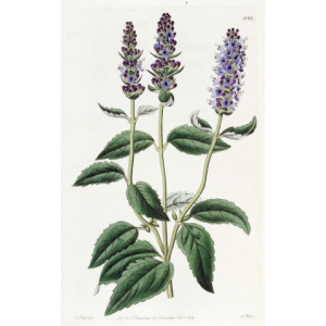 Glace agastache 550ml