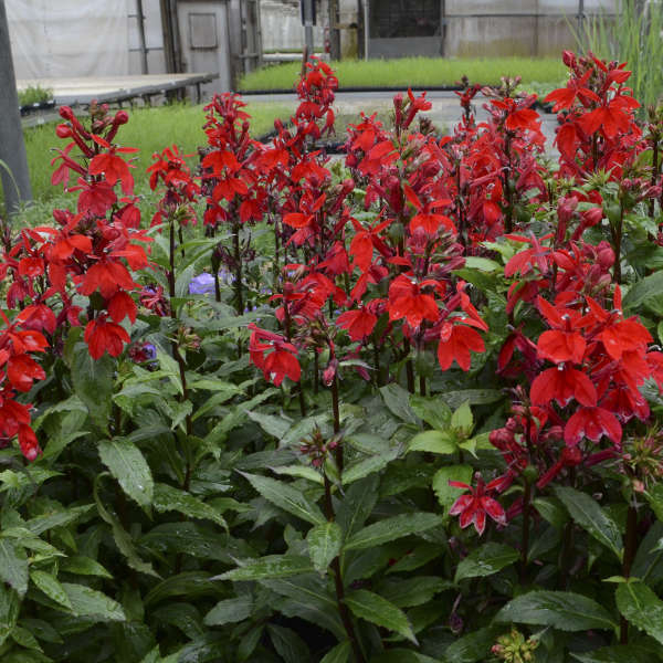 Lobelia scarlet rouge vivace - 1 u - Jardin Des Zayons - Locavor.fr