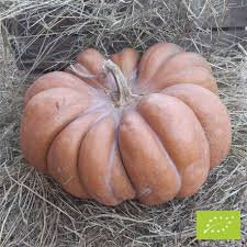 15 Graines De Courge Musquée De Provence - Variété Ancienne, Reproductibles, Pour Potager Et Permaculture