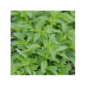 Glace basilic citron (riz) 1litre