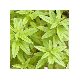 Glace verveine (riz) 550ml