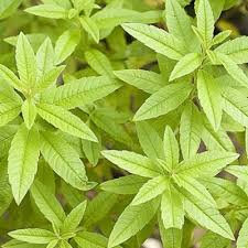 Glace verveine (riz) lot de 2 pots