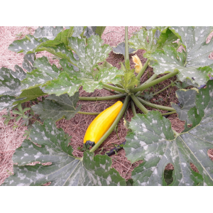 Courgettes longues