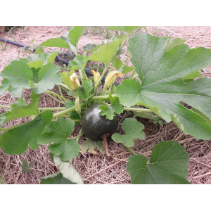 Courgettes rondes