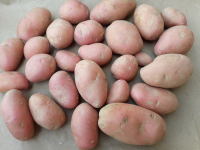 Pommes de terre ( petit calibre)