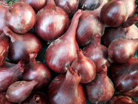 Oignons rouges (petit calibre)