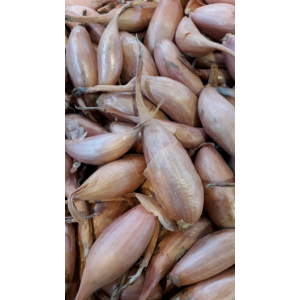 Echalotes (tous calibre)