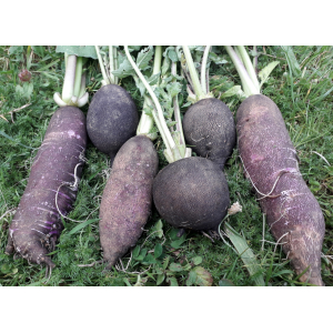 Radis longs violets et/ou ronds noirs