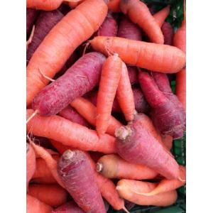 Carottes