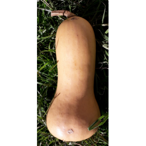 Courge butternut