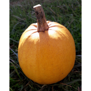 Courge melonette jaspée de vendée