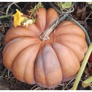 Courge musque muscade