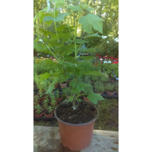 Groseillier en pot de 17 cm