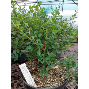 Ceanothe thyrsifolius skylark