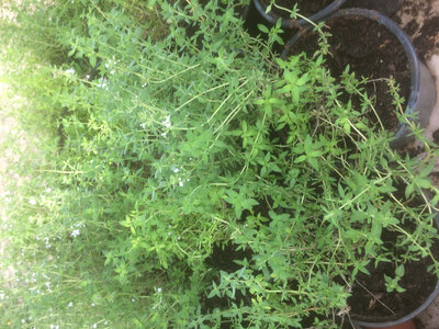 Thym en pot