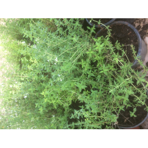 Thym en pot
