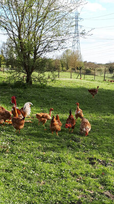 Poulet fermier g