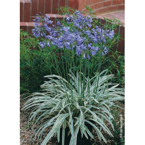 Agapanthe silver moon