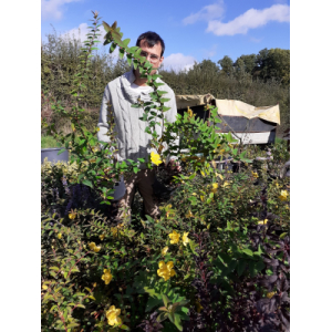 Hypericum tricolor millepertuis